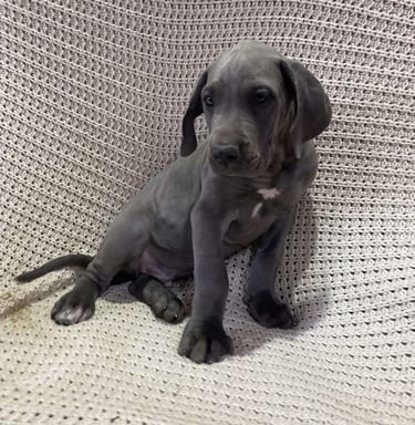 Great Dane Puppies for Sale