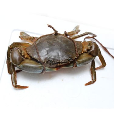 Ca Mau crabs
