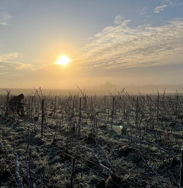 Taille de la Vigne - Champagne Philippe Hautem à Vaudemanges