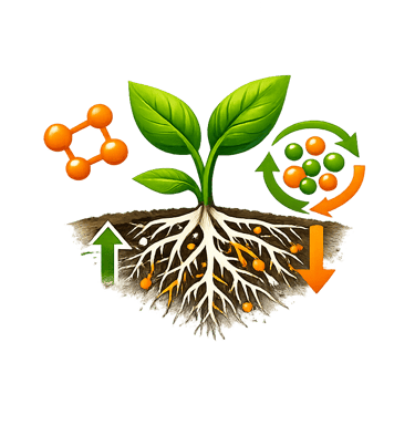 Optimisation des flux nutritionnels & architecture racinaire