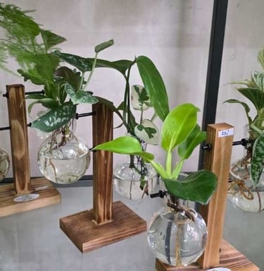 Hydropflanzen ohne Substrat im Glas auf Holzgestell