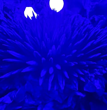 L'Odyssée de Léa @16mag