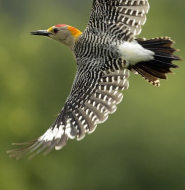 Golden Fronted Woodpecker - Garner State Park