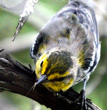 Golden Cheeked Warbler - Bandera County