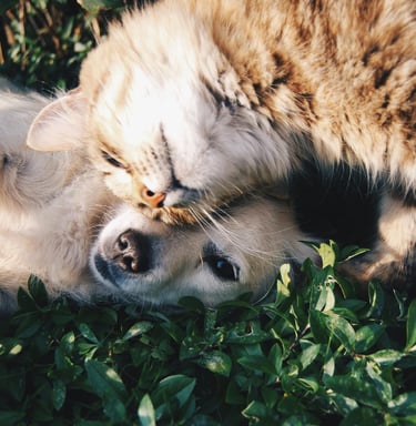 Tabby cat and dog snuggling in grass