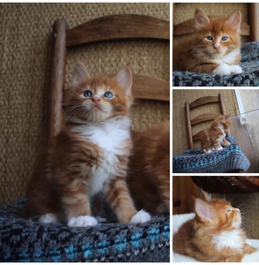 a collage of four different pictures of a maine coonkitten