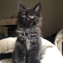 a black kitten maine coon sitting on a bed with a cat