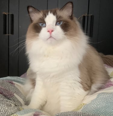 ragdoll cat in bed
