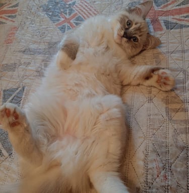 gattina ragdoll sdraiata a pancia in su