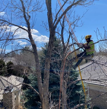 Jett Coleman, Owner of Earthly Elevations is pruning an ash tree in a residential area
