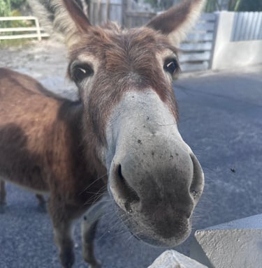 Donkeys of Grand Turk
