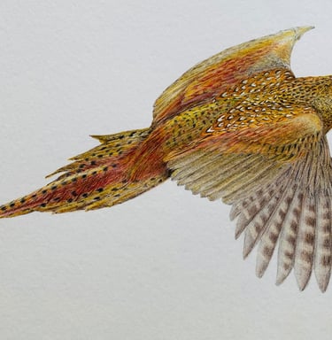 Pheasant