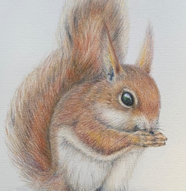 Red Squirrel