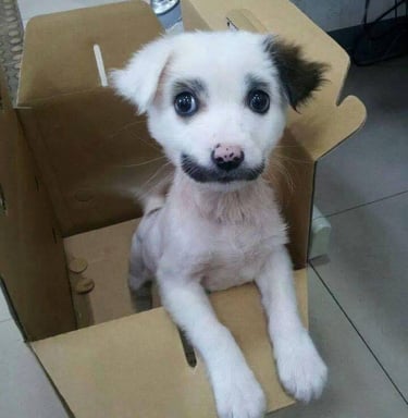 a cute puppy in a cardboard box.