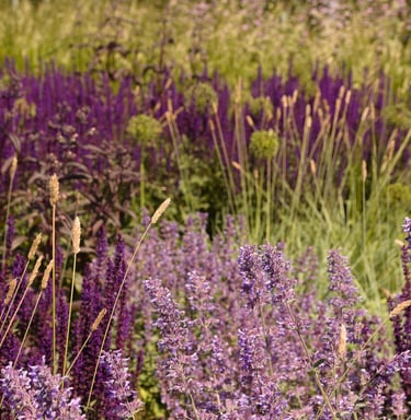 Želdyno projekto nuotrauka