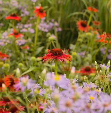 Želdyno projekto nuotrauka