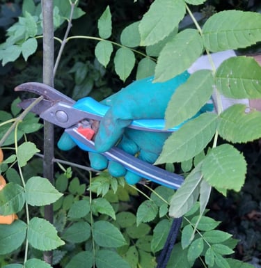 a preson pruning a plant for better growth