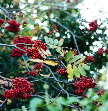 multiple leafy berry bushes
