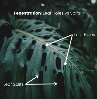 Diagram of the difference between leaf splits and holes on a fully fenestrated leaf from Monstera