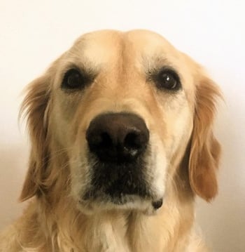 Un chien de race golden retriever assis sur son couchage avec un mur blanc dans le fond