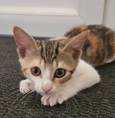 Adoption chaton AZALEE-1