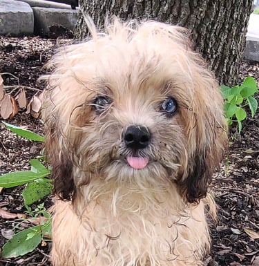 Teacup Hypoallergenic Mal-Shi Puppy in Texas