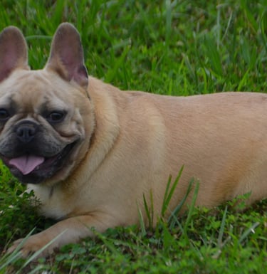 french bulldog breeder in missouri