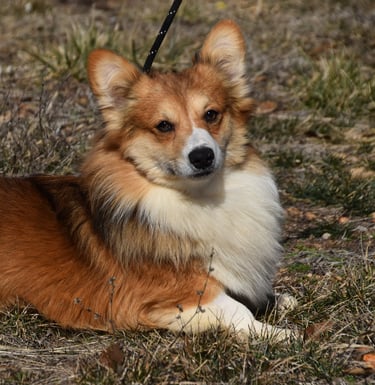 corgi breeder in missouri