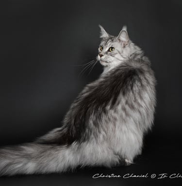 Maine coon femelle