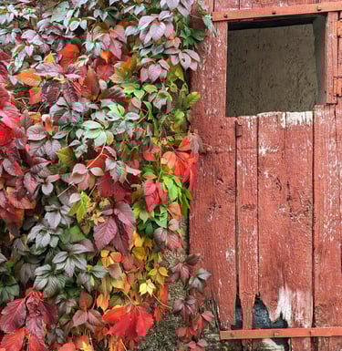 Une porte rouge entourée de feuille de toutes les couleurs