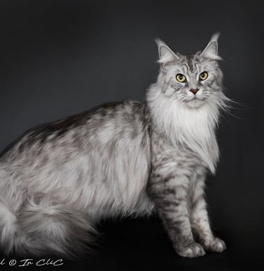 Chat de race Maine Coon