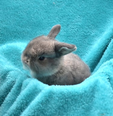 4 week old opal Holland Lop baby sitting on a teal blanket.  Located at Hot Cross Buns Holland Lops