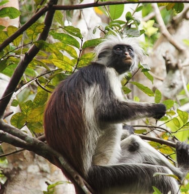 Zanzibar red colobus and Sykes monkeys in the forest canopy of Jozani Forest, perfect for wildlife photography