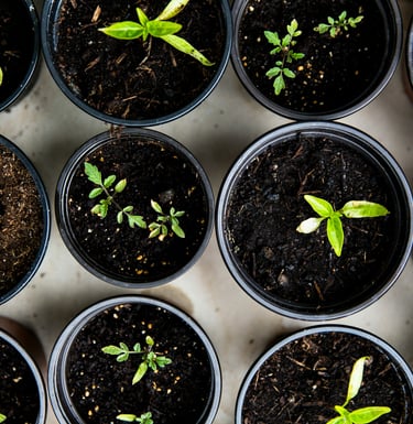 Potting plants/flowers Bridgwater Somerset UK