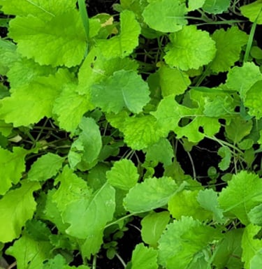 food plots for deer hunting