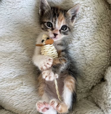 chaton tricolore allongé sur le dos