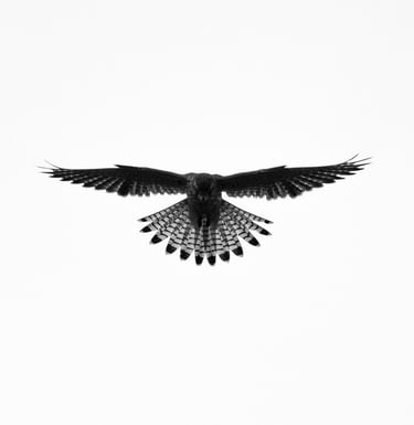 Greifvogel im Flug – Beispiel aus der Masterclass Tierfotografie Basel.