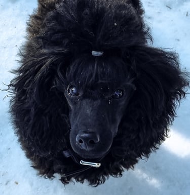 Caniche toy noir dans la neige
