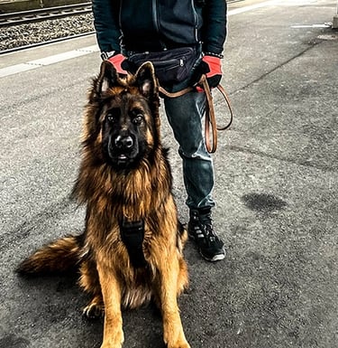 Foto eines lächelnden Mannes, der mit einem jungen Deutschen Schäferhund am Bahnhof steht
