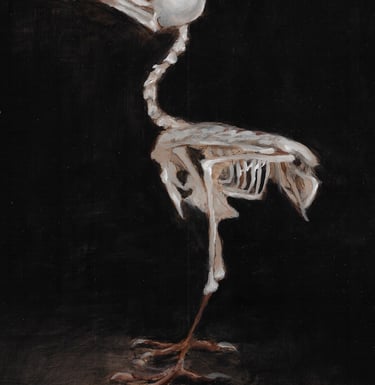 Iora Bird