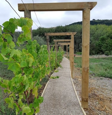 Pergola and grape vine CHR Builders