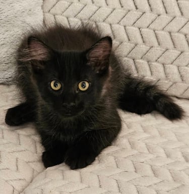 Adoption chaton ALOE-1