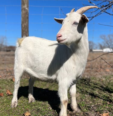 Houston petting zoo rental