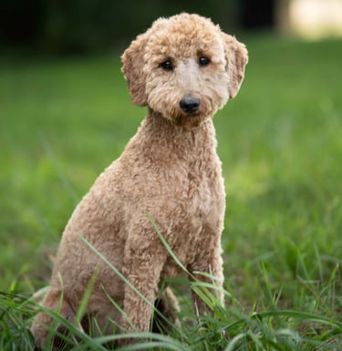 Pudel sitzt auf einer Wiese