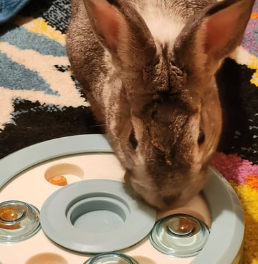Ensure Pet Care, In-home pet sitting for rabbits at Bethesda