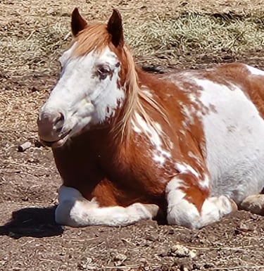 a horse laying down in the dirt