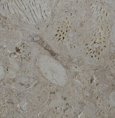 Select White Coral Sawcut Shellstone