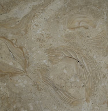 Shells Reef Beige Polished Shellstone