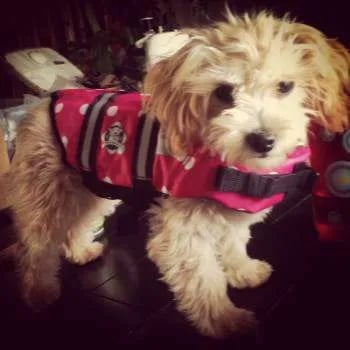 maltipoo puppy wearing a harness