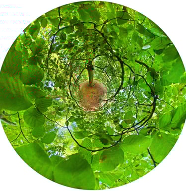Art photograph Iris de la Forêt, summer edition, tree transformed into a symbolic human iris
